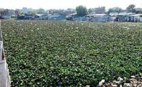 NMC owns only 4 out of 11 lakes, yet spending crores on upkeep