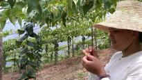 3 years after U.S. entry, monk fruit is now reaching mainstream food products and more product categories