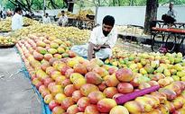 The rule of the king of fruits has begun