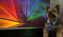 K9 to 5: Take Your Dog to Work Day this Friday