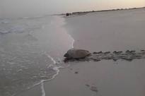 Operation Hawksbill: TDIC swings into action to secure Saadiyat nesting sites