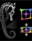 CT-scan of Sea Horse