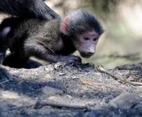 CapeNature orders baboon to be put down