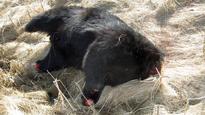 Man admits to removing dead bear's paws, head