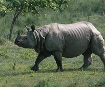AGP demands protection for one-horned rhinos in Assam