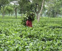 Plucking the right leaf: McLeod Russel looks at new ways for growth