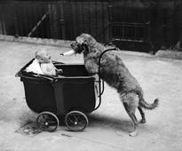 Hilarious vintage photos of cute pets