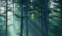 Forest conservation mammoth exercise