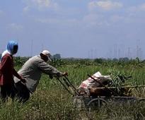 DAR: Hacienda Luisita beneficiaries entitled to support sevices