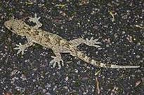 Extinct lizard rediscovered after 135 years