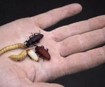 AFRICAN NEWS EXPLAINED: Eating insects to help fight hunger and malnutrition
