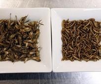 Bugs are food of the future!