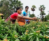 Women floriculturists turn entrepreneurs