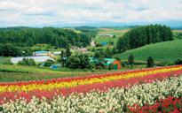 Hokkaido Gets Summer Push As Japan Bounces Back