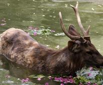 Industrial effluents turn into a trap for Antelopes in Rajasthan