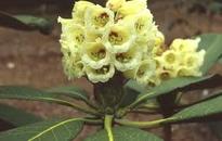 New rhododendron species di...