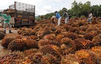 Golden Agri Seen Cheap LBO After Palm Oil Drop: Real M