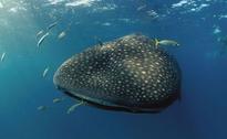 Ships rerouted to protect Ningaloo Reef in Australia
