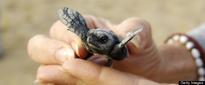 Sea Turtle Comeback: Giant Leatherback Numbers Rebound In Parts Of Caribbean