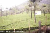Munnar: Of hills, tea gardens and wildlife