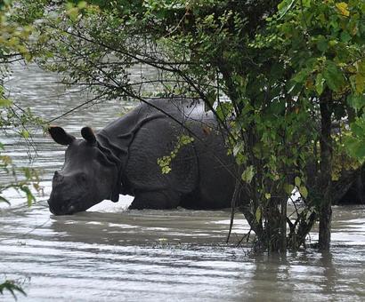 Kaziranga loses 117 animals in week-long flood Kaziranga loses 117 animals in week-long flood
