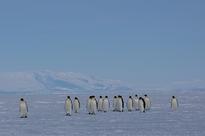 Icebergs Get the Headlines, but Warm Oceans Are the Major Reason for Ice Loss in Antarctica