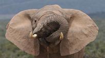 Drunk tourist charges at South African elephant