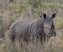 Poacher wounded in Kruger Park