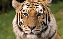 Wild tiger knocks on Nandankanan door