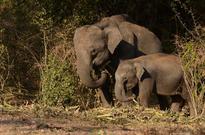 Drought leads to elephant deaths in Sathyamangalam forests