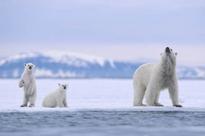 Norway's Svalbard Islands are looking to hire a polar bear spotter this summer