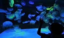 Portland Aquarium Owners Allow All Foster Children Complimentary...