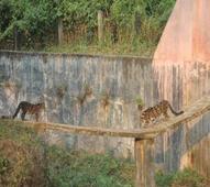 Tripura wildlife sanctuary deemed National Breeding Centre