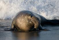 Elephant Seals Test Positive For H1N1...