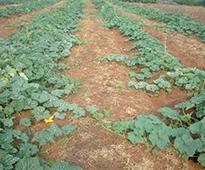 Fertilising cucurbits for crop success