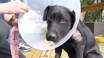 B.C. teen's heroics save pet dog in 'terrifying' cougar attack