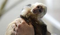 Bieber's pet monkey becomes 'German'