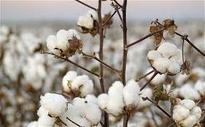 MCX Cotton range bound may trade 17750  18250 range