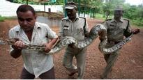 Snakes on a pitch in India