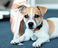 Bow Wow