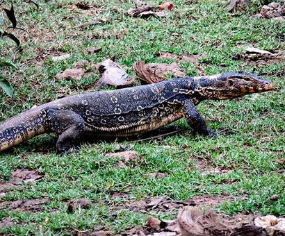 Saving the crocodiles Saving the crocodiles