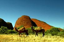 Camels Causing Major Problems in Australia