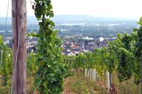 Lacy Morris: A Comprehensive Guide to Getting Saucy in Germany's Wine Regions