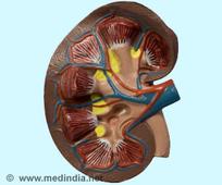 Discarded Kidneys Can Be Used to Generate New Kidneys for Transplantation - Dawn of a New Era in Regenerative Medicine Research
