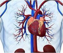 Arteries Become Stiffer After Middle Age Due to Body Fat