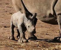 New arrival: baby white rhino born at Western Plains Zoo