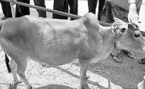 Illegal export of embryos killing Punganur cow