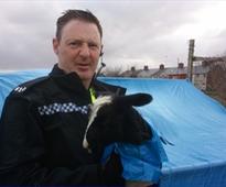 Bobbies on the bleat