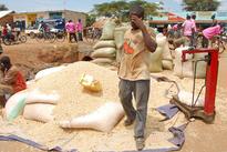 Grain agro-businesses want policy