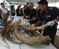 Elephant Poachers Plague Mozambique